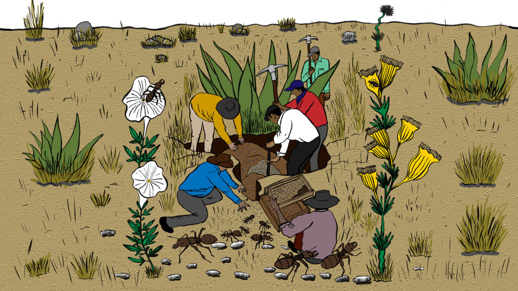 People in a dry field have their heads down digging for larvae, while oversize ants crawl around them