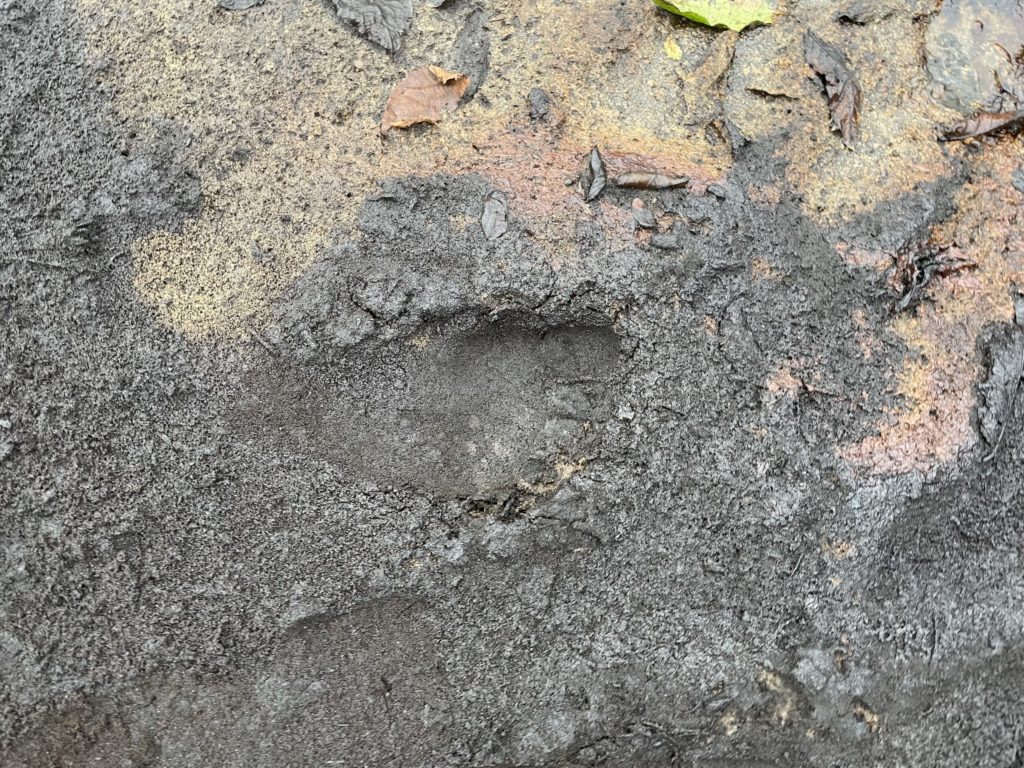 A footprintin soft, soot-covered ground