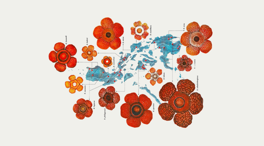 Scientific illustrations of flowers surround the islands of the Philippines, showing where each is from