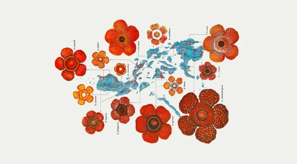 Scientific illustrations of flowers surround the islands of the Philippines, showing where each is from