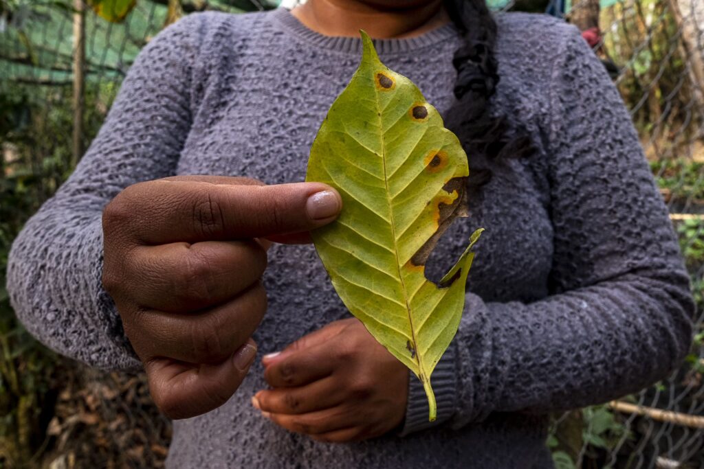 A woman holds a leaf that has been partially eaten away by a brown substance, coffee rust.