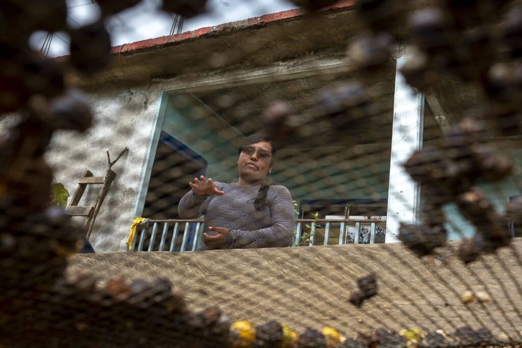 A woman examines coffee beans over a wire mesh drying bed.