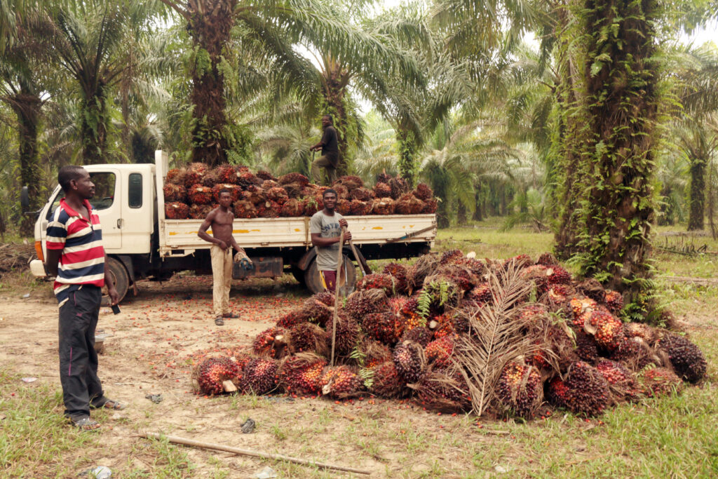 Workers stand beside a pile of palm oil plants in a plantation in Ghana