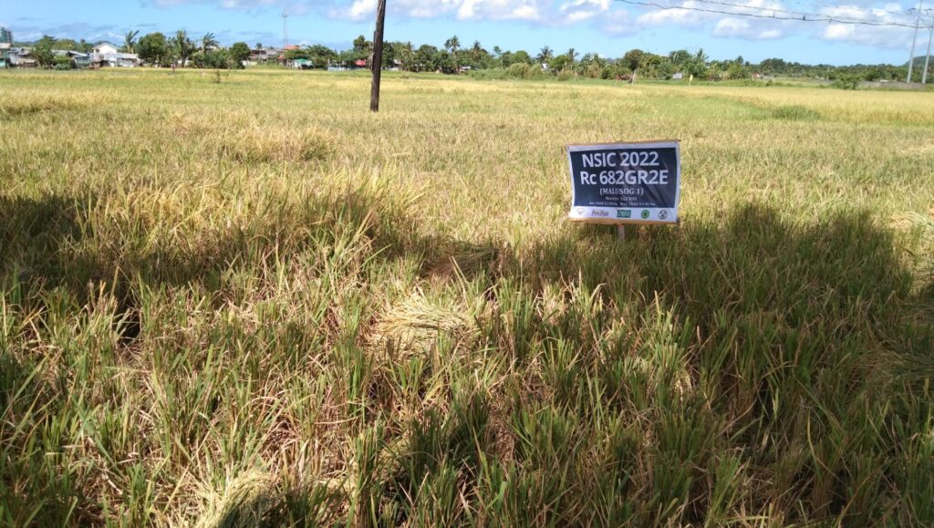 A rice field in the Phillipines with a sign identifying the genetically modified rice