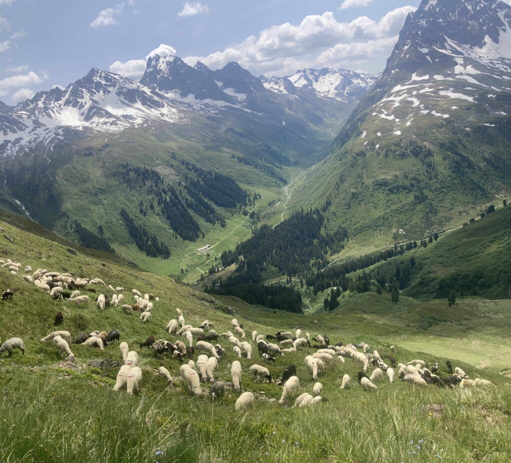 Mountains loom in the background while dozens of sheep graze on grass.
