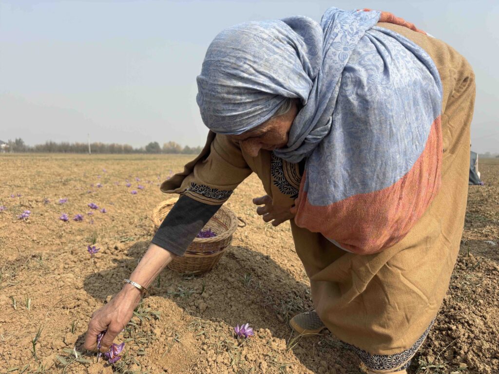 A woman leans over to pick a saffron flower