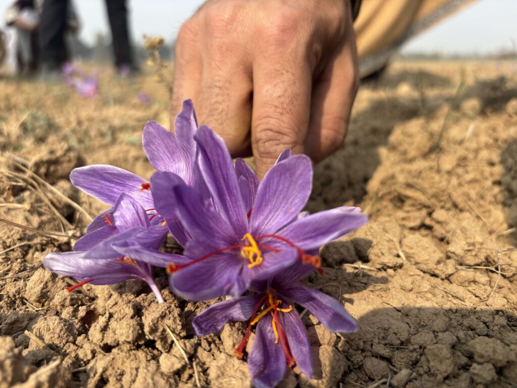 A purple flower contains a precious saffron thread.